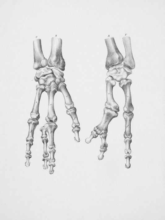 Two anatomical drawings of human hand skeletons