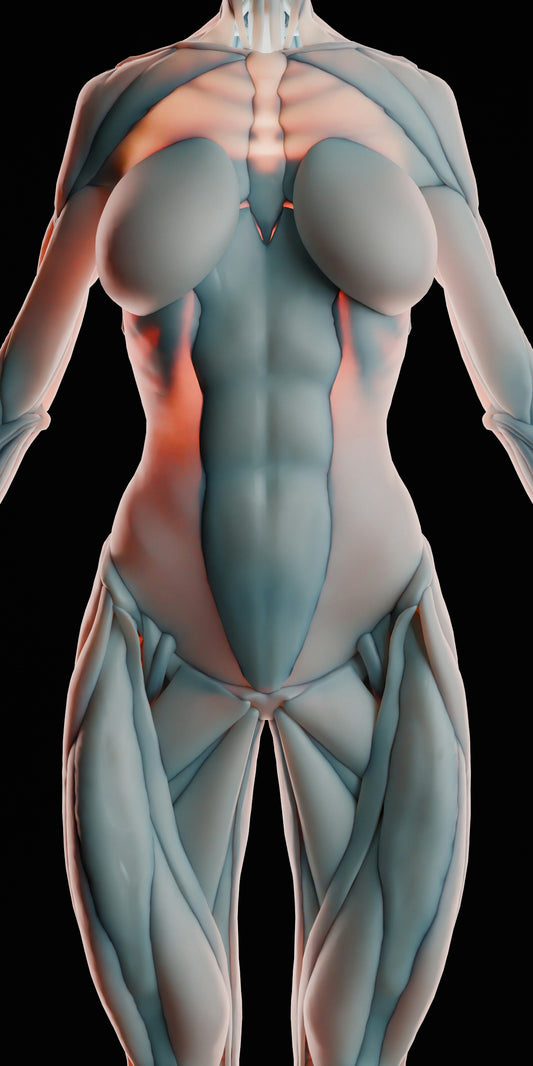 Anatomical model of female muscular system
