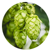 Hops Flower Extract
